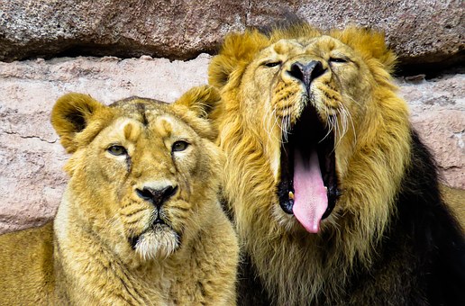 The Travel Corporation, Led by Brett and Gavin Tollman, Committed To Building South Africa Through Tourism