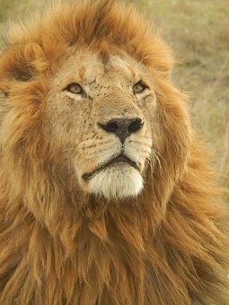 Useful Information In Selecting Tours For Enjoyable Memphis Breaks