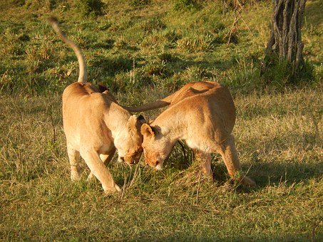 Explore Douala, Cameroon: Attractions of Africa