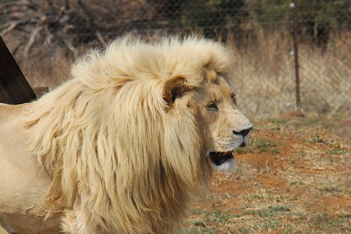 Africa dreaming