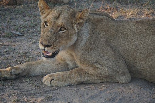 Tour To East Africa Major Wildlife Destinations,Maasai Mara,Serengeti,Ngorongoro,Aberdares,Kilimanjaro by Flights