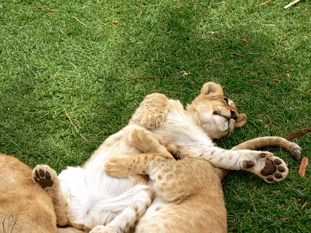 Gap Year Volunteering - And An African Adventure!