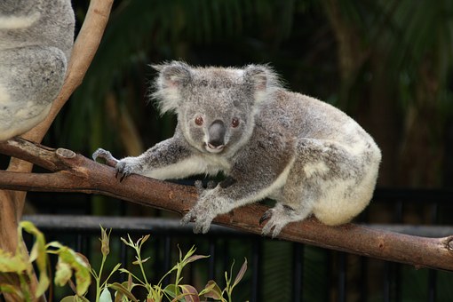 Have Your Tourist Visa For Australia Granted