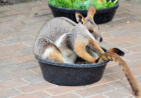 Paras Holidays - Explore Australia without even caring to make arrangements for travel!