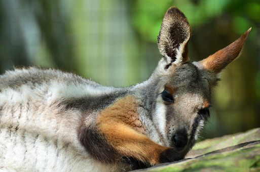 Goulburn is a great base to explore the Southern Highlands of Australia
