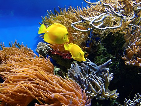Things To Do When You Take A Trip To Australia by:Jo Alelsto