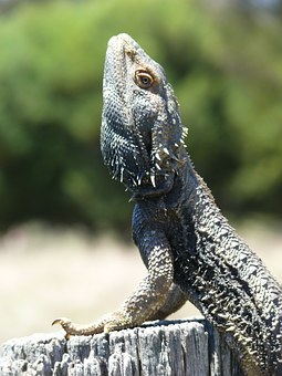 Gold Coast Accommodation And Travel Guide