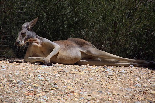 Ecological Diversity Of The Australian