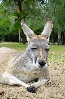Seo Australia The Value For Your Money