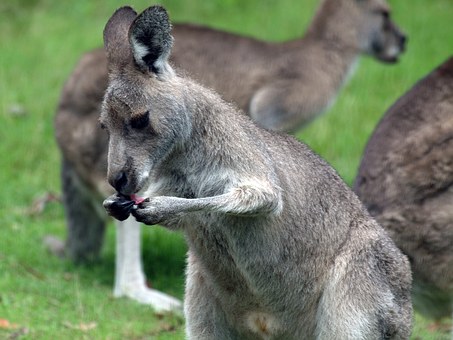 Top Cruises In Australia