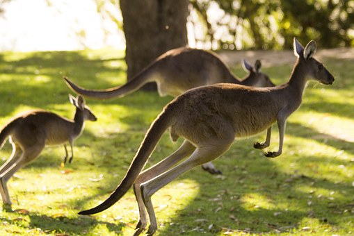 Things To Do & See In Melbourne, Australia