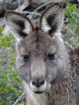 An Introduction to Australian Trust Companies Building 'trust' into your company structure