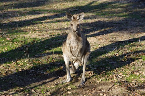 The Land Down Under Australia