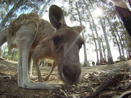 Broome's Mango Festival