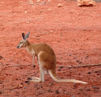Why Is Sydney The Best Tourist Attraction?