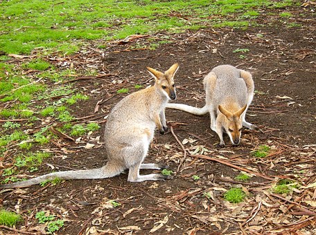 Travelers Can Experience A Different Side Of Australia With Cheap Darwin Flights