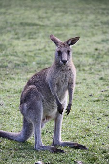 Australia Zoo The ideal Sudy Tour Destination