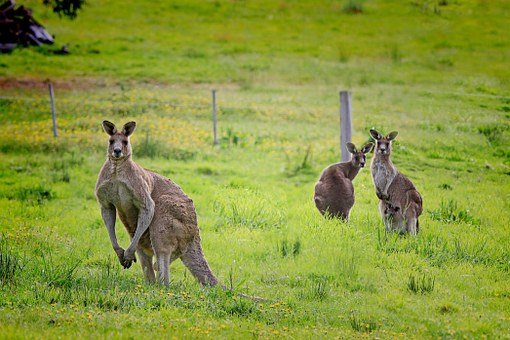 Seeking To Work In Australia
