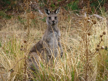 A trip to Sydney