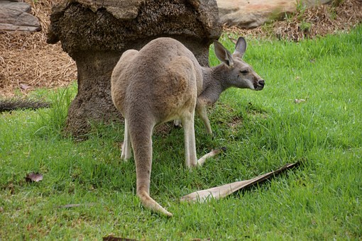 Splendor Tourist Attractions to Explore On Trip to Australia