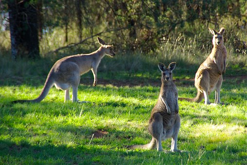 Bring the capital of Western Australia much closer with a dependable worldwide courier