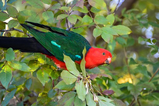 Getting In To Australia - Why You Need A Migration Agent