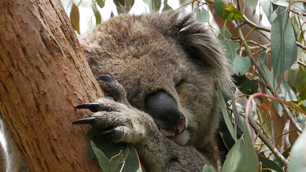 Only a few hours from Sydney experience Orange Australia