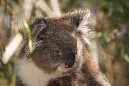 Paynesville Is A Great Location When Staying In The Lakes Wilderness Region Of Australia