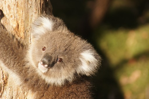 How to maximise your grades when studying in an Australian university