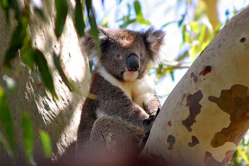 Soak Up The Freash Air And Scenery In Phillip Island Australia