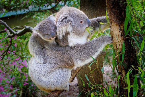 Skyrail Rainforest, the trip of a lifetime