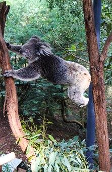 Paras Holidays - Explore Australia without even caring to make arrangements for travel!