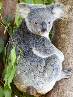 Investment Properties Sydney for Tourists