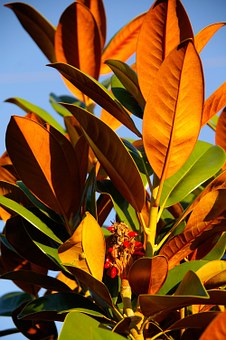 Australia: Great Barrier Reef and Rainforest