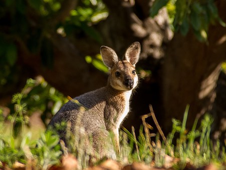 The marvelous paradise known as Australia