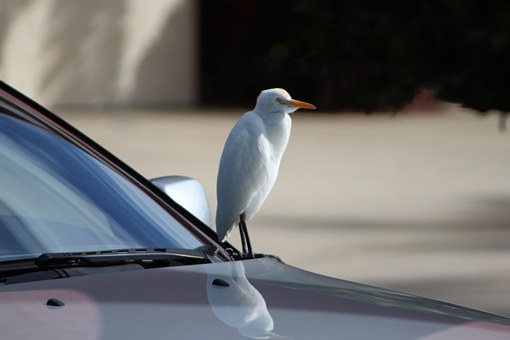 Car rental Bangalore--
