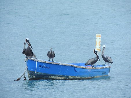 Grab The Chance And Enjoy The Grandest Holiday Sailing Across Calm Stretches Of Water Courtesy Of Me