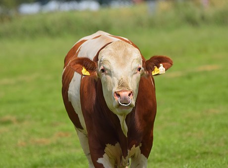Aspects About Choosing The Place Where To Buy Grass