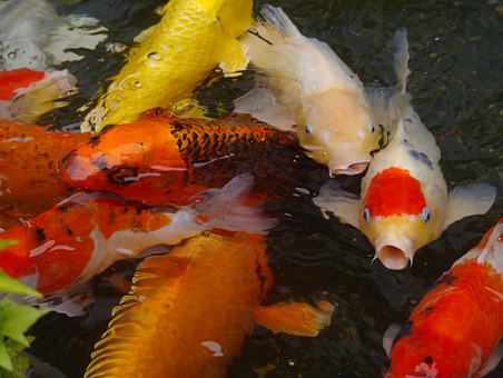 Be on the Lead By Choosing Pay Per Lead
