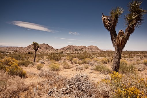 Why Buy Land in Arizona and the Pacific Northwest ?