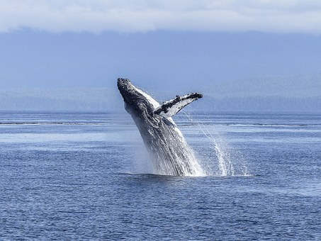 Canadian Travel Insurance Is the Right Choice for You