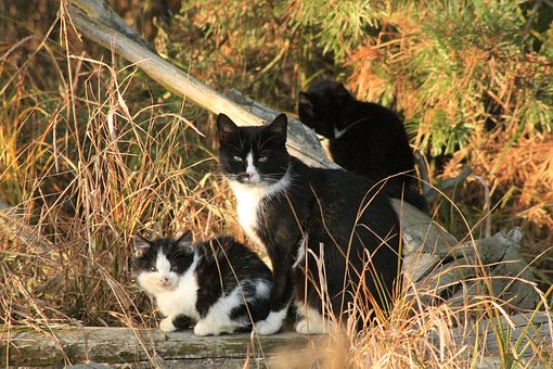 It Appears Unbelievable That You Can Uncover What To Count on From Pet Insurance Comparison