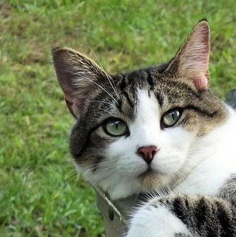 The Importance Of Using A Bed Or A Mat In Your Pet's Crate