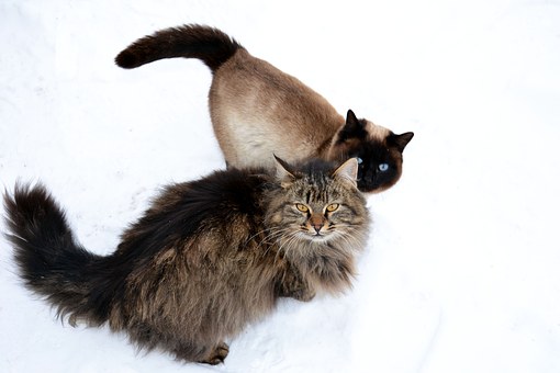 Pet Insurance And Pre-existing Conditions