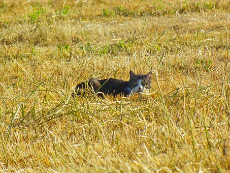 Benefits Of Seeing A Pet Communicator