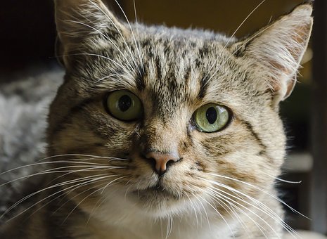 Important Tips And Questions To Ask When Purchasing Pet Insurance
