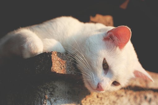 Keeping Your Pets Safe During the Winter With Pet Insurance