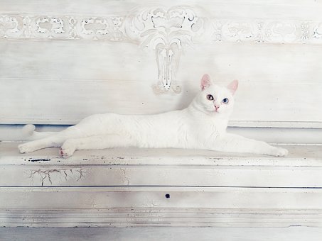 The True Cost Of Keeping A Pet