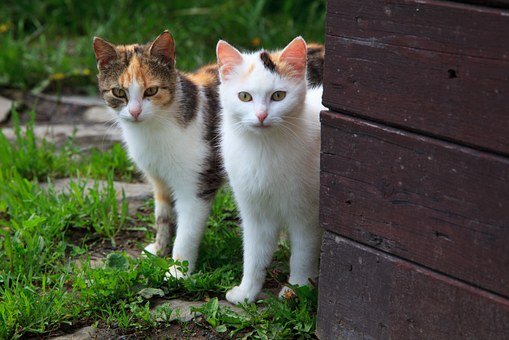 Turn Out To Be Buddies To Obtain Your Pet To Return 6 . Absolute To Perform!