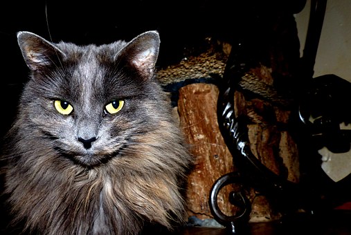Pet Insurance Can Be Astonishing